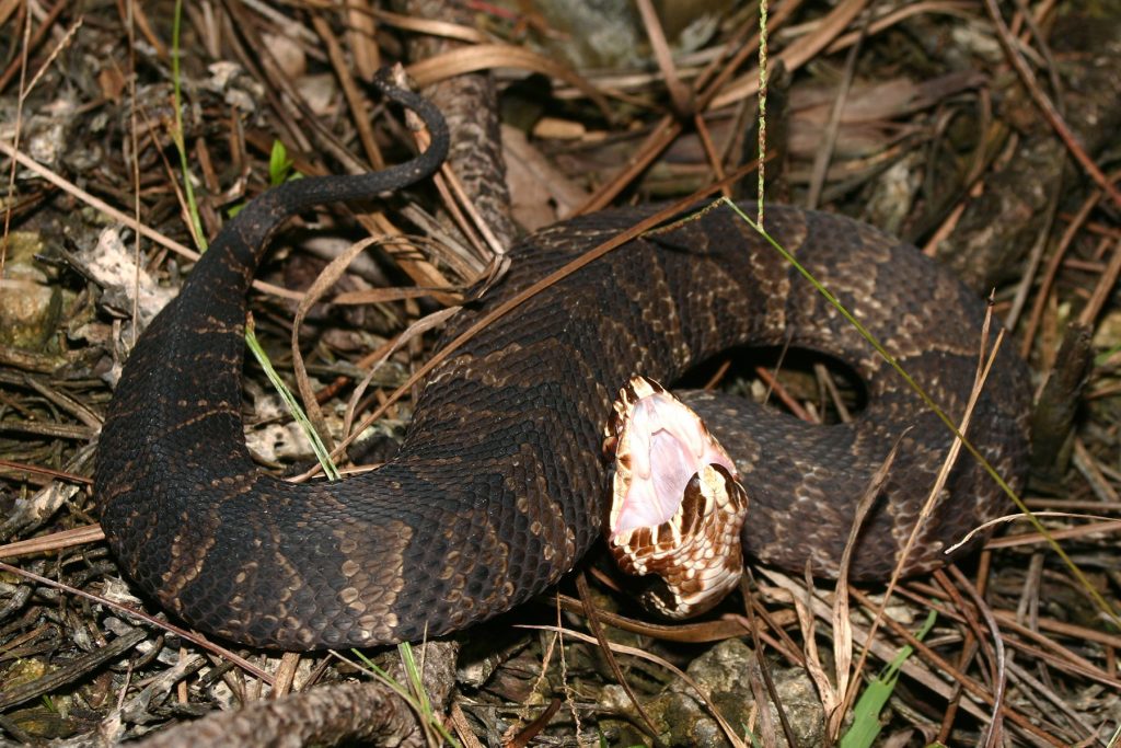 snake with its mouth open