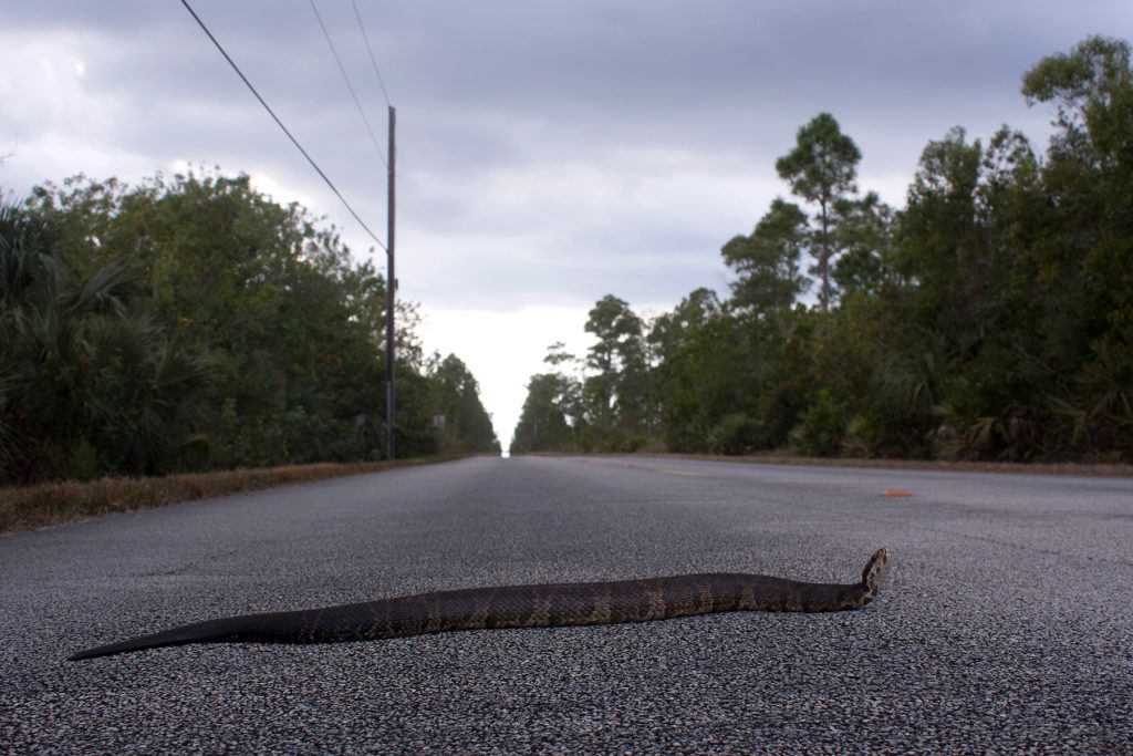 long snake on road with its head raised