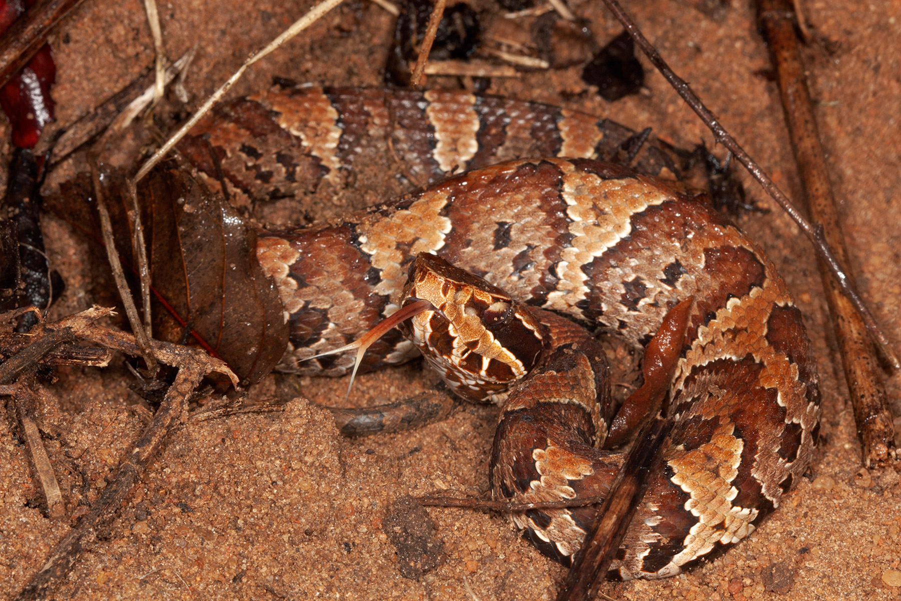 Juvenile color pattern of the Florida cottonmouth