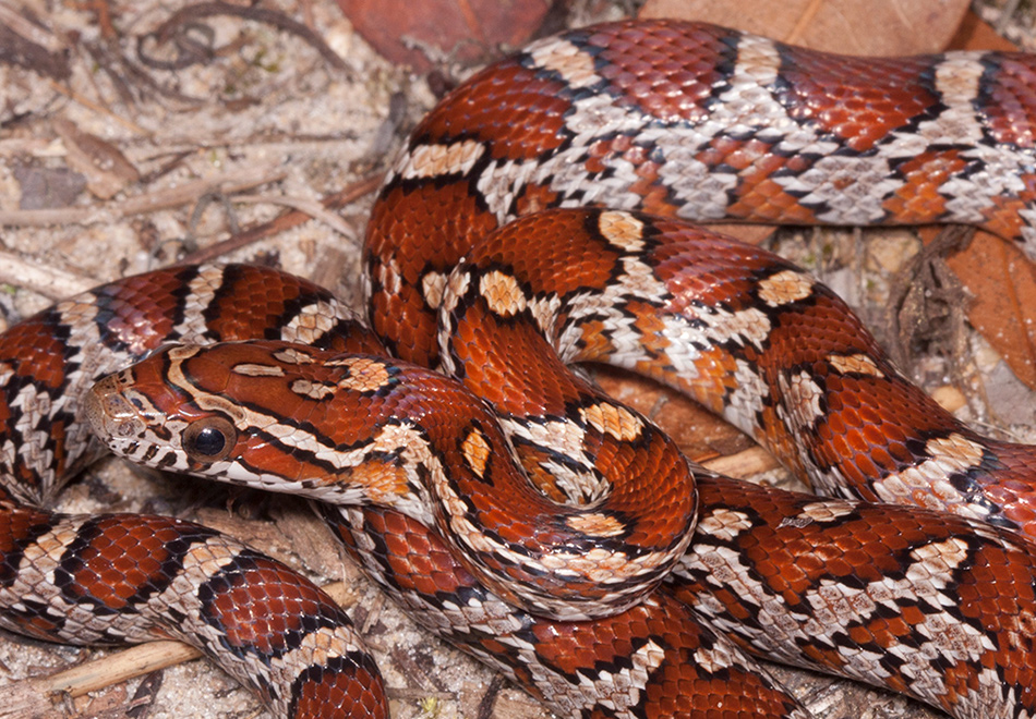 Eastern cornsnake