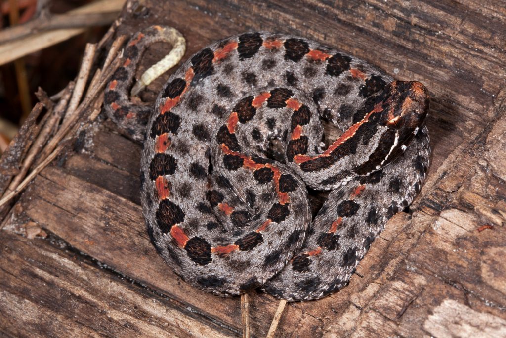 coiled snake with black and grey spots and a red stripe down the center of its back