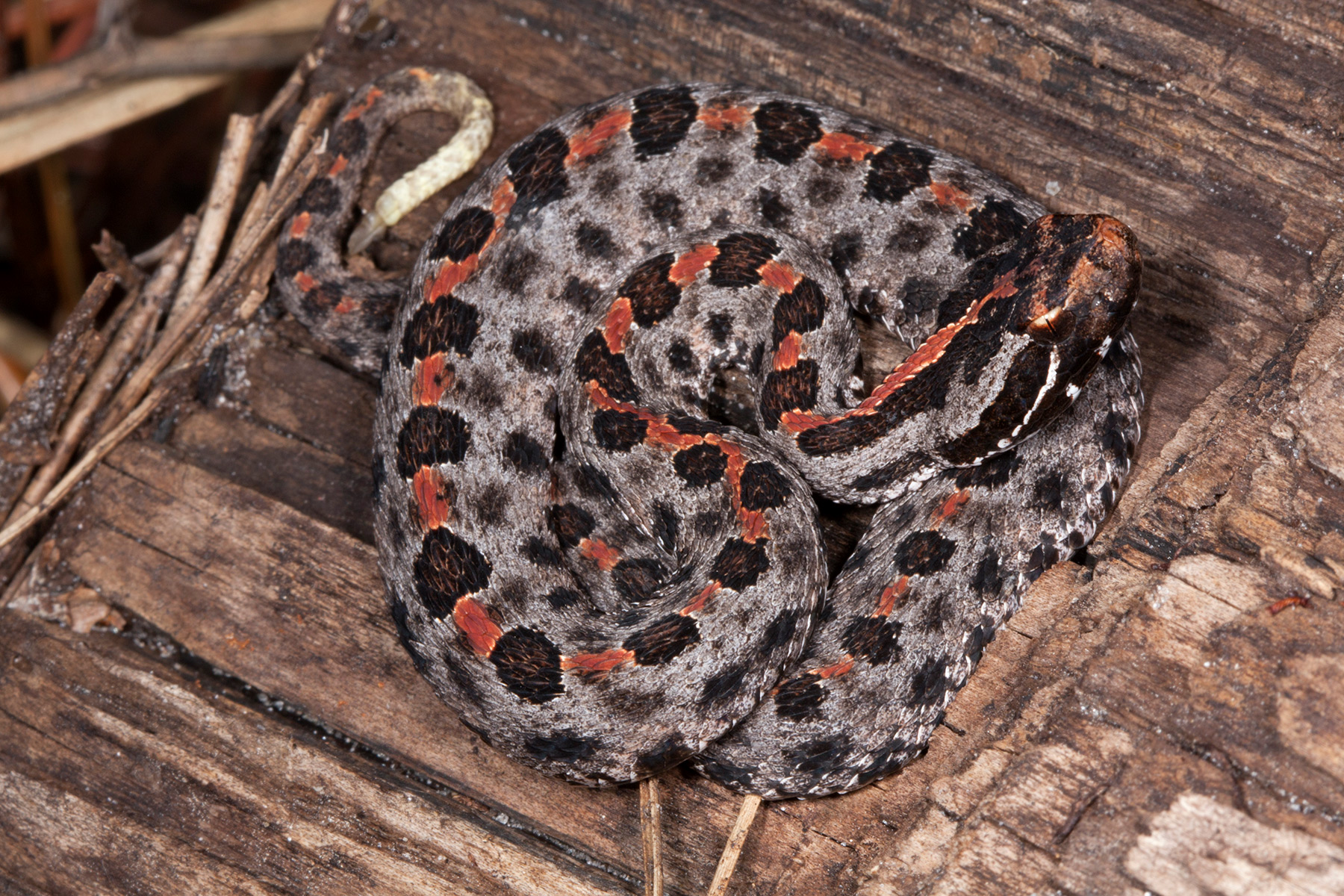 How Big Do Pygmy Rattlesnakes Get?