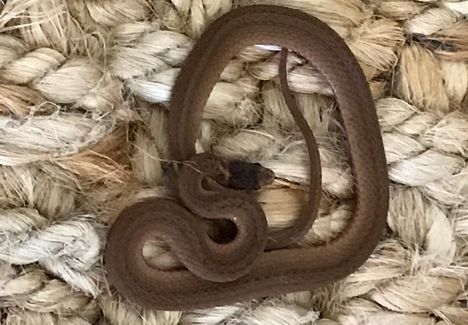 tiny brown snake on woven rope