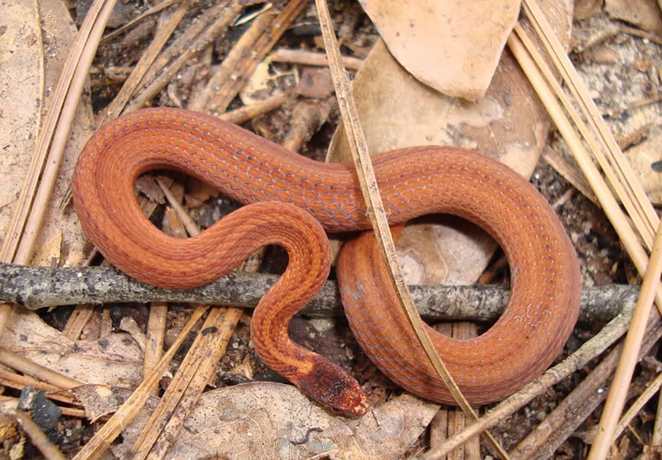 red striped snake on brown leaves
