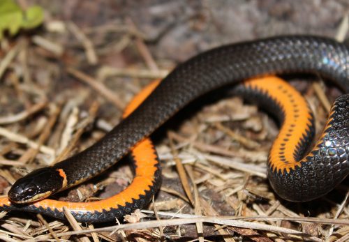 Ring Necked Snake Florida Snake Id Guide Ring Necked Snake Florida Snake Id Guide