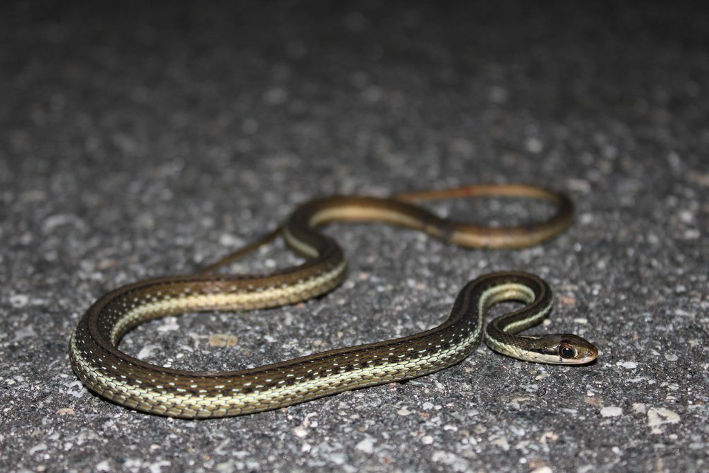 snake with horizontal stripes