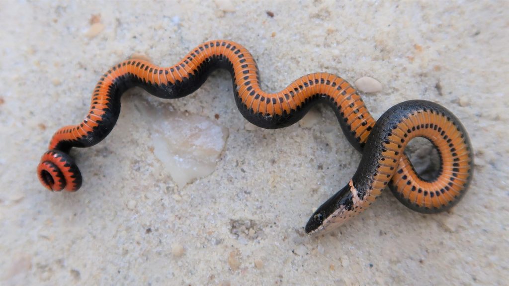black snake coiled on its back showing its orange belly