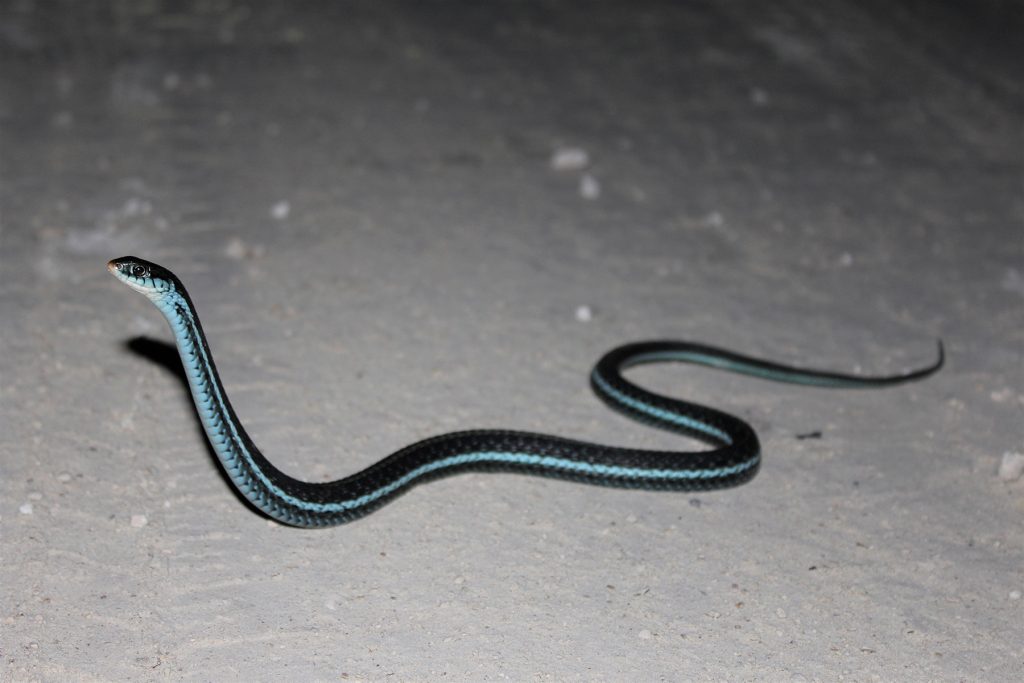 Blue and black striped snake. Snake has its head and part of its body raised.