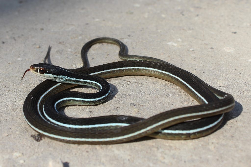 snake with horizontal stripes