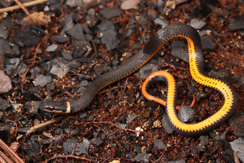 black snake coiled to show orange belly.