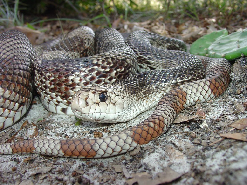snake with brown and white markings coiled on the ground