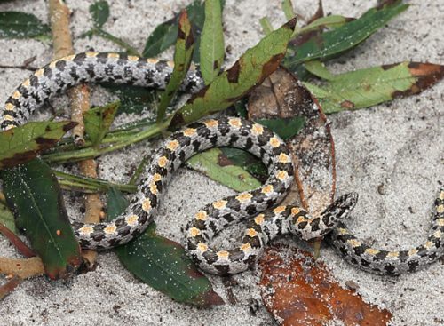 grey, black, and yellow snake on sand