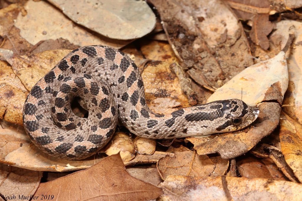 Southern Hognosed Snake Florida Snake ID Guide