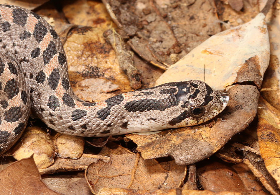 small snake with spots and a snubnose