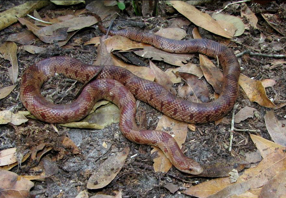 brown snake on leaf litter