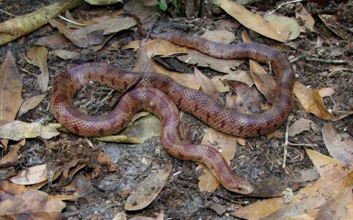 tan and red blotched snake on leaf litter