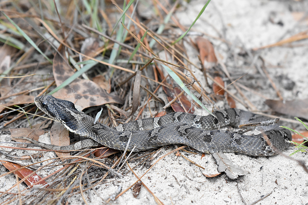 gray snake with dark grey markings