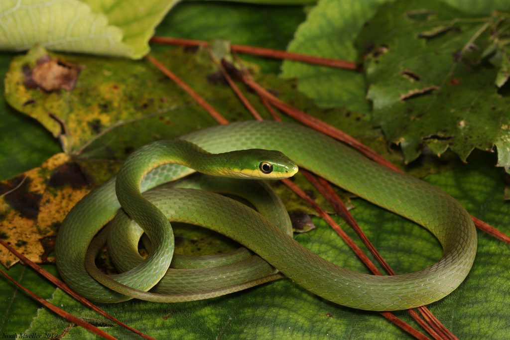 coiled long thin green snake