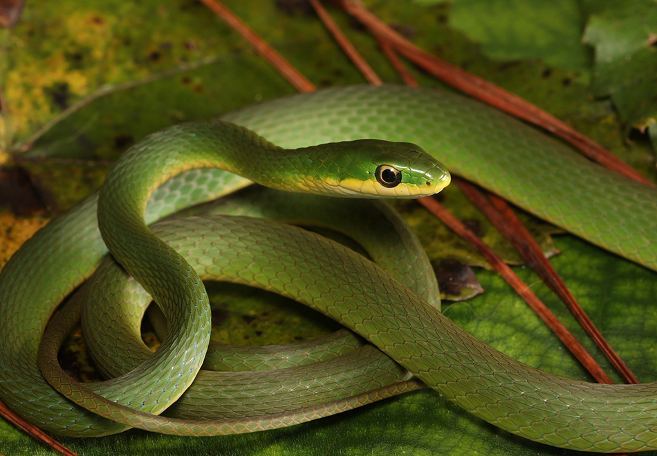 coiled long thin green snake
