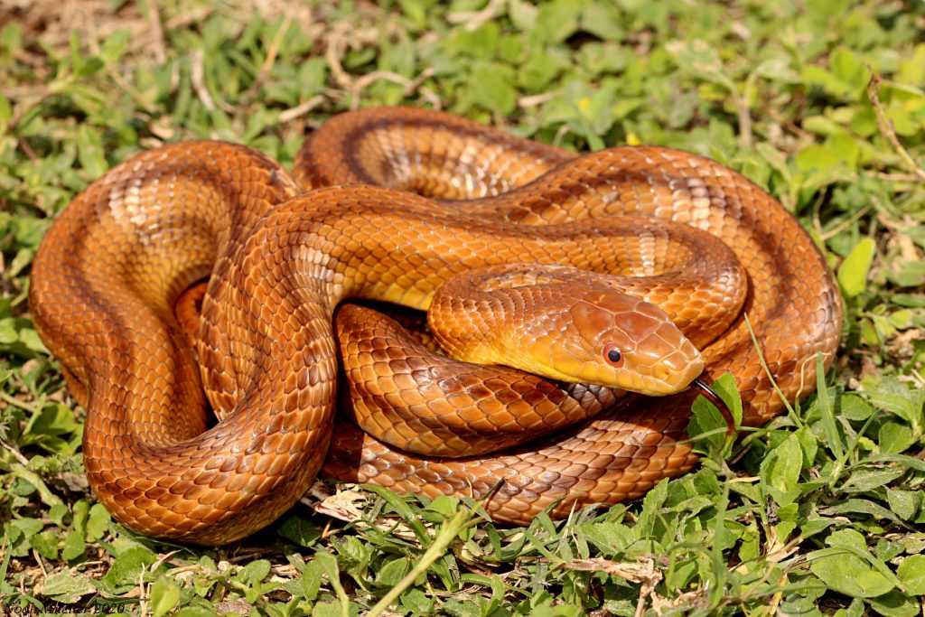 coiled snake showing black and red tongue