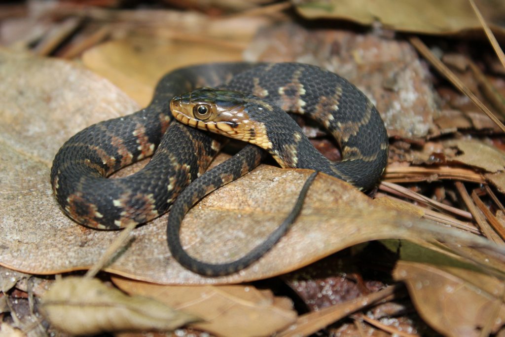 small snake with brown and dark brown markings