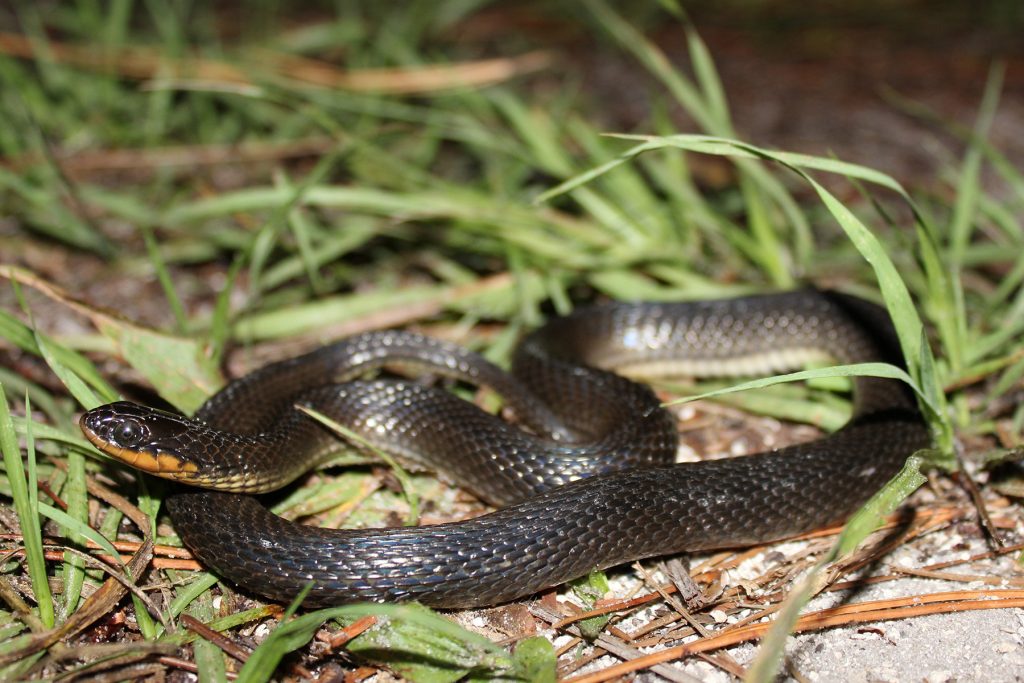 small black snake with yellow belly