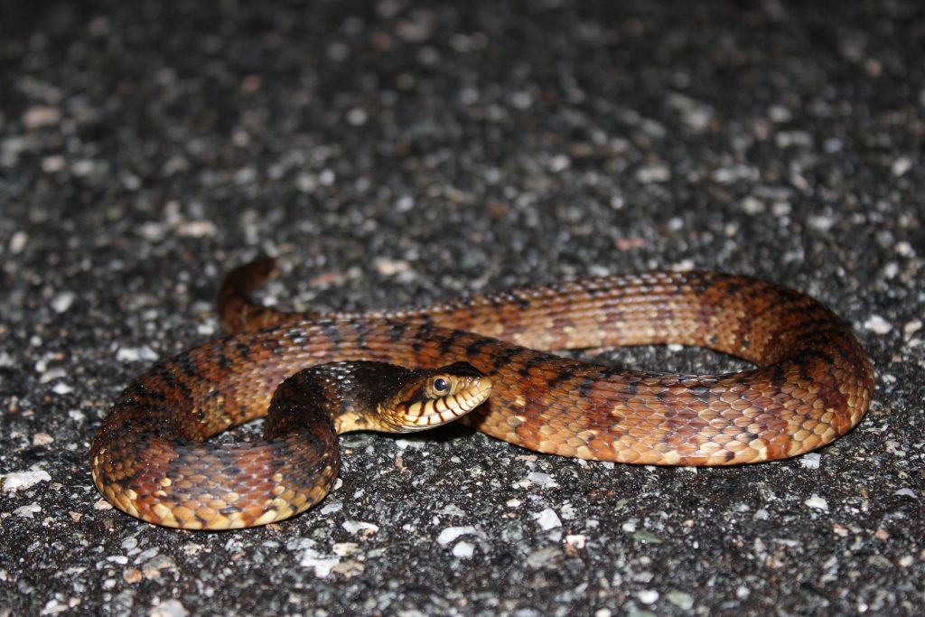 small snake with brown and reddish brown coloring