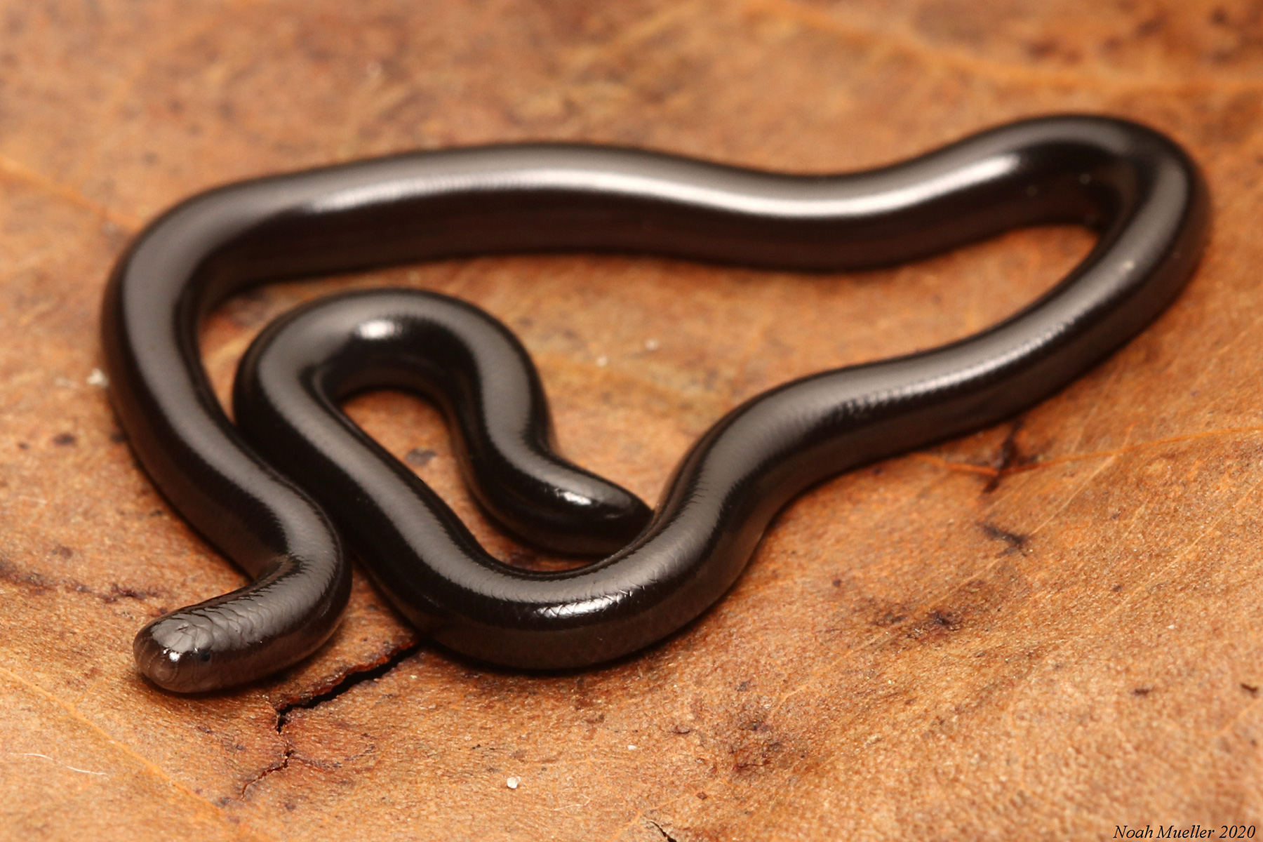 Pipe snake, Burrowing, Venomous, Non-Venomous