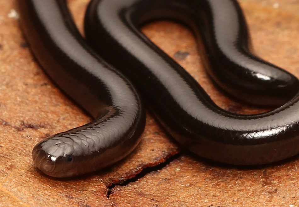 thin shiny black snake