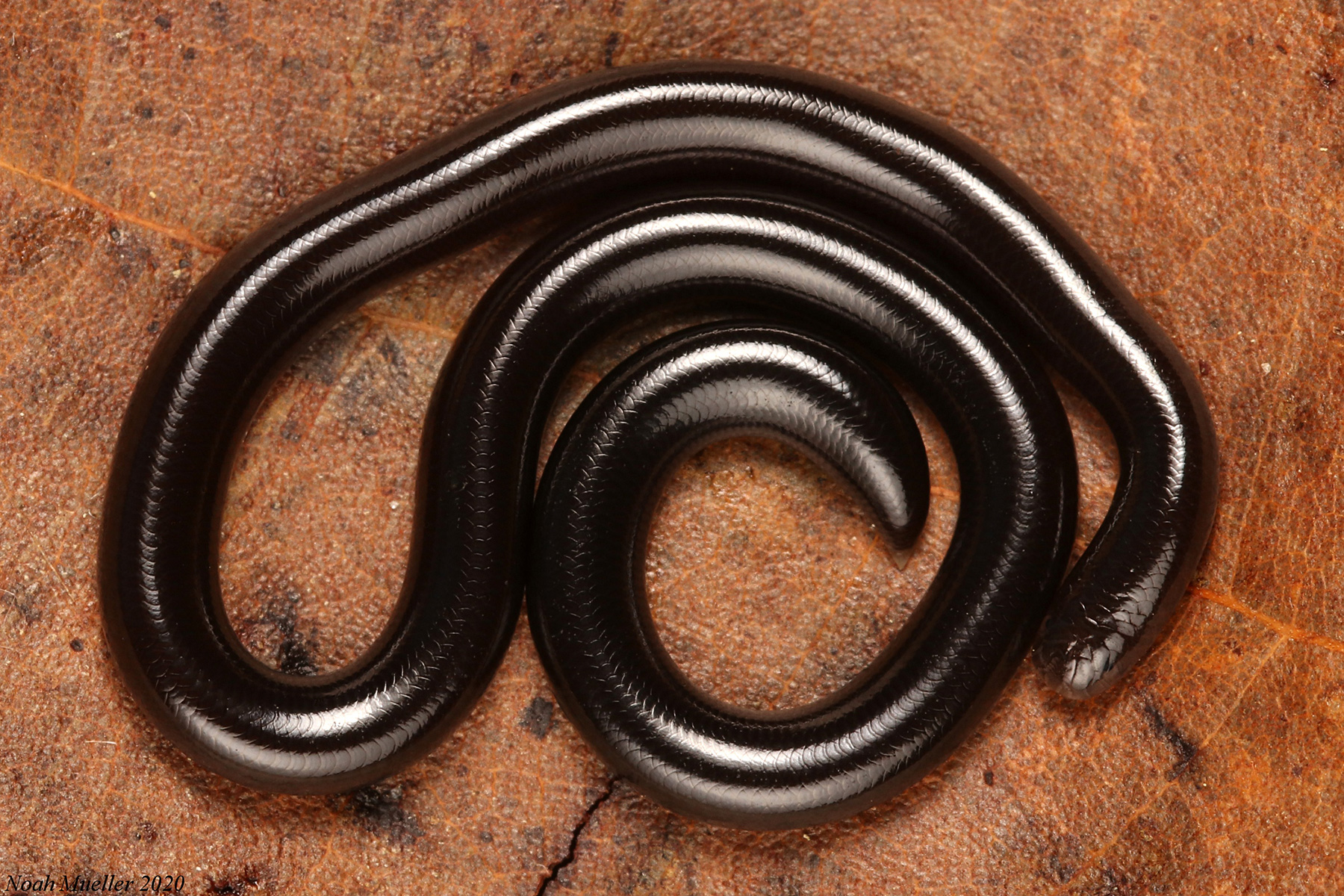 Brahminy Blindsnake – Florida Snake ID 