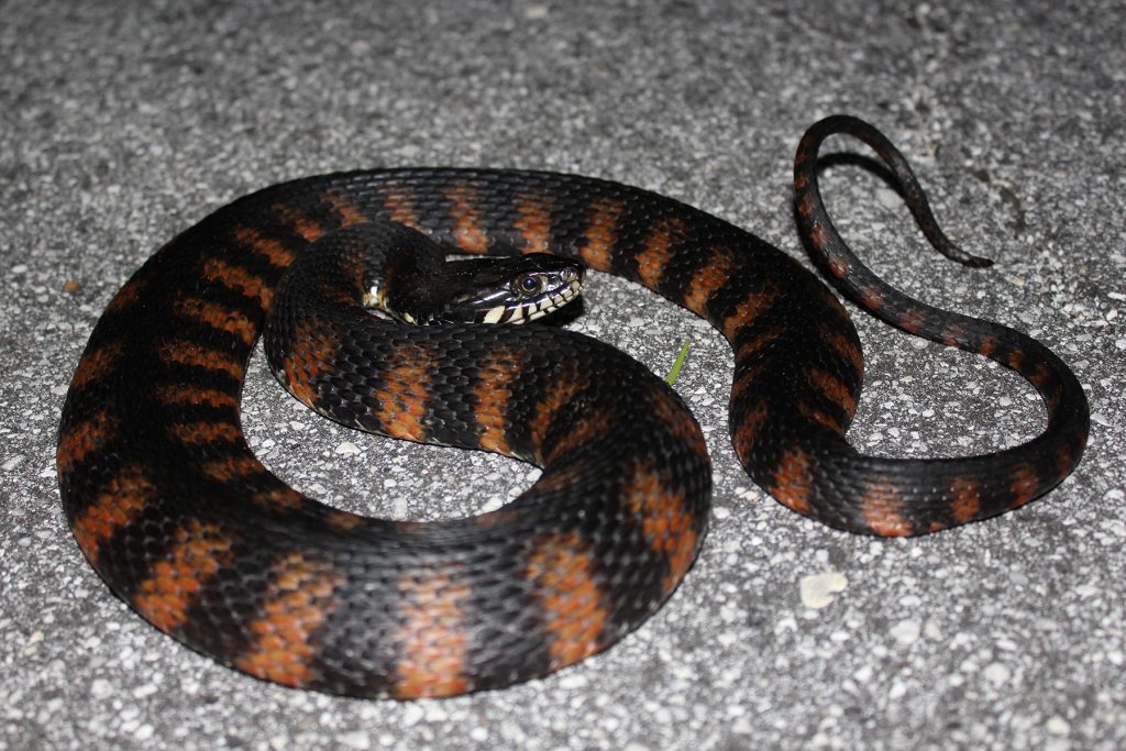 coiled snake with dark brown and reddish stripes