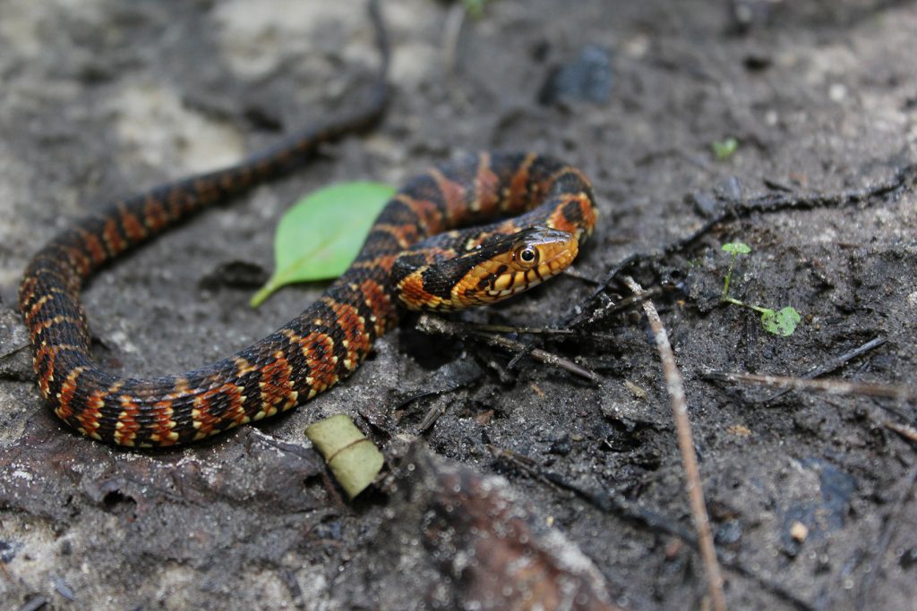 snall snake with brown, dark-brown, red, and yellow markings