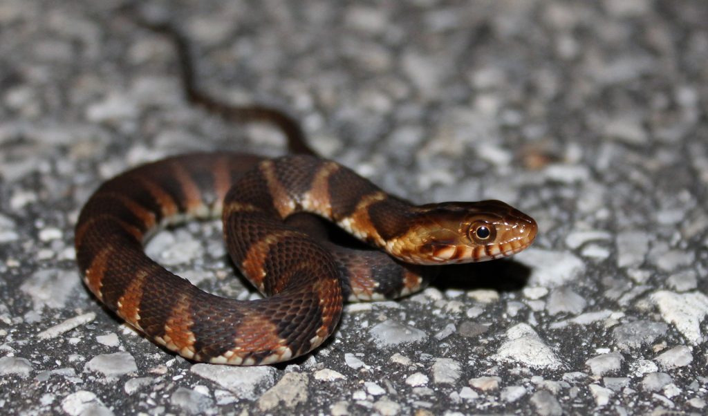 small brown snake with dark brown markings