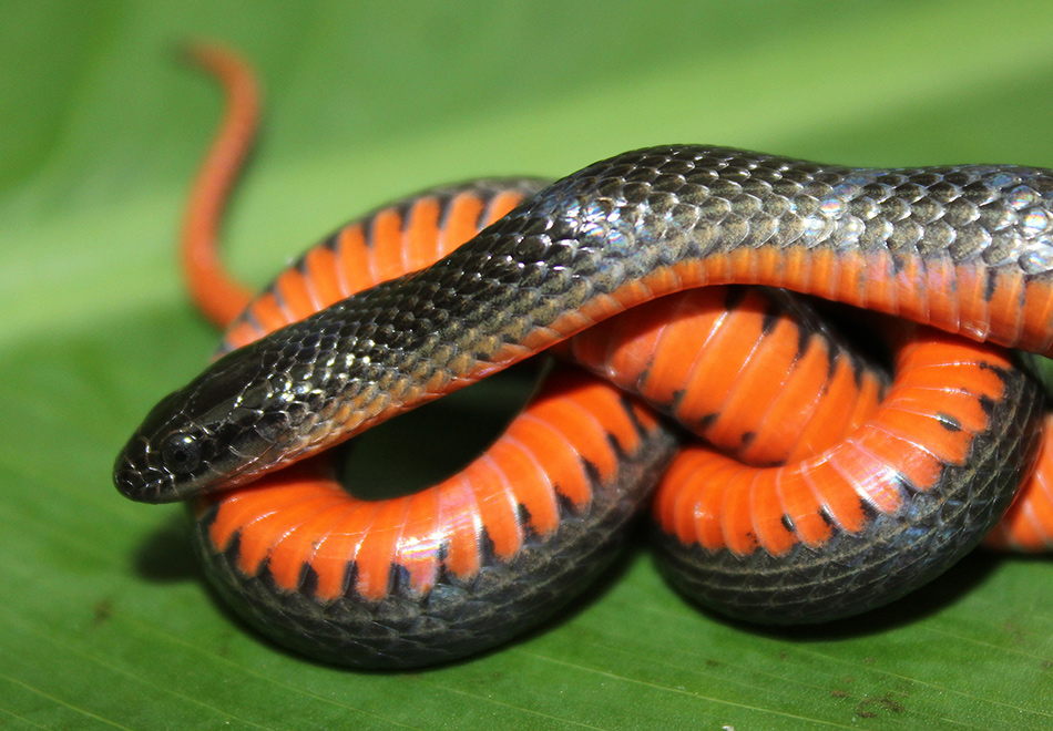 small black snake with an orange belly