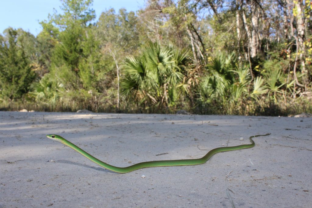 long thin green snake on sand.