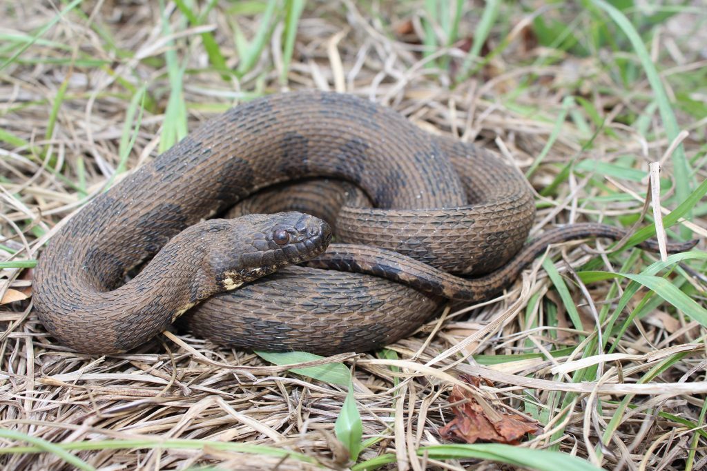 coiled brown snake with dark brown markings