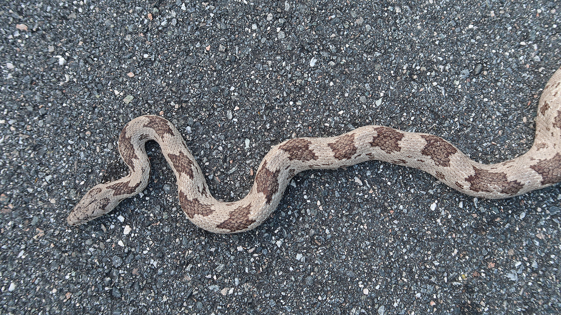 gray ratsnake