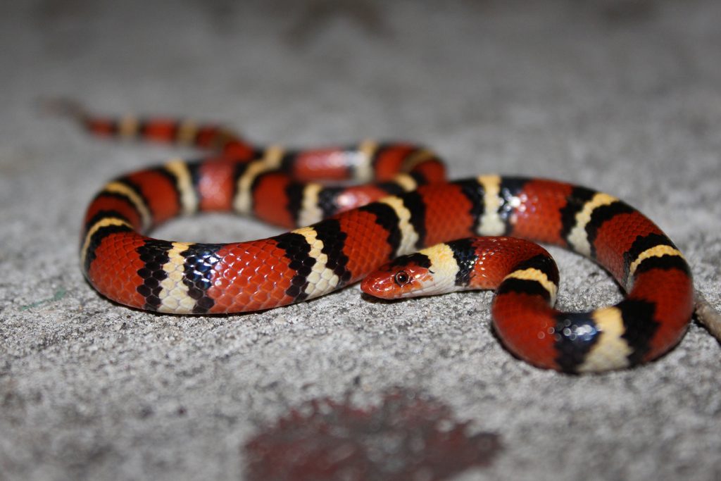 snake with red black and yellow rings
