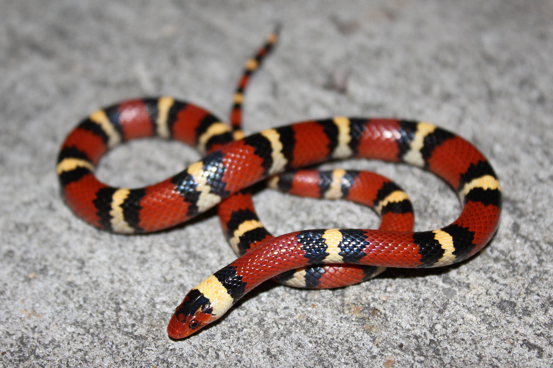 Details more than 123 black and yellow ringed snake - awesomeenglish.edu.vn