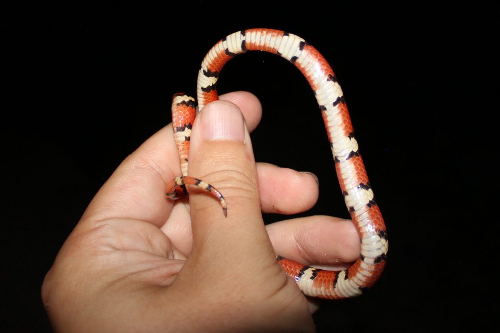 hand holding a small snake with red black and yellow rings