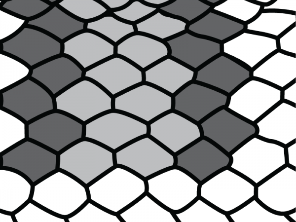 drawing of snake scales with a crossband pattern