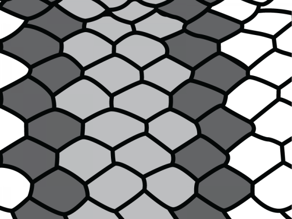 drawing of snake scales with ring pattern