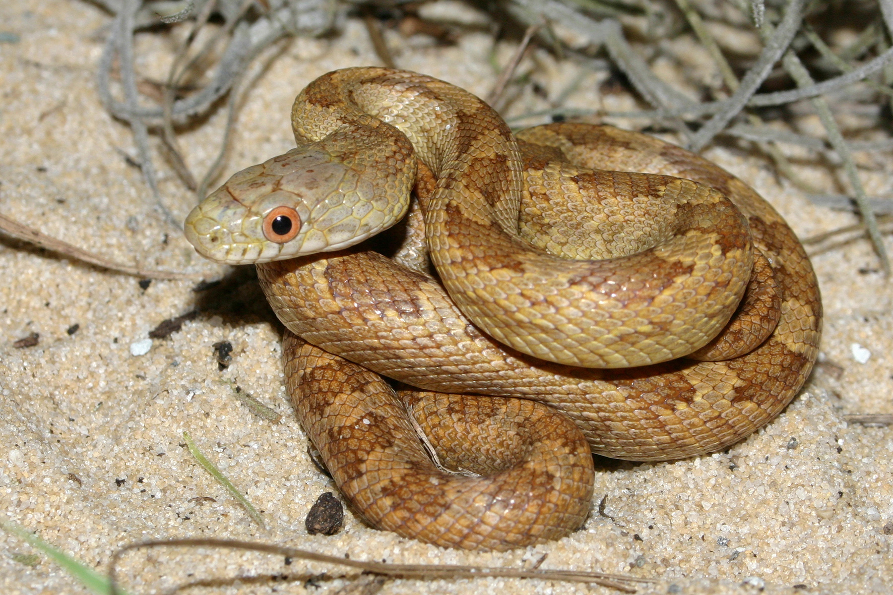 Brown Chicken Snake