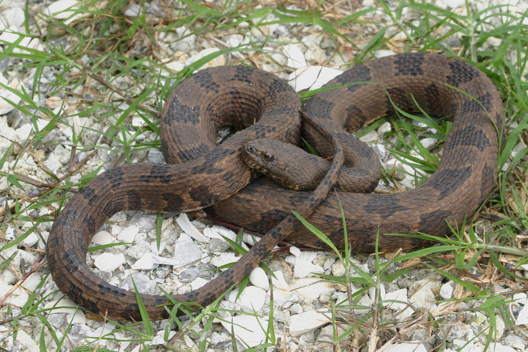 Brown Water Snake