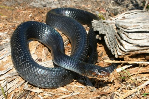 blue-black snake with red marking under its jaw