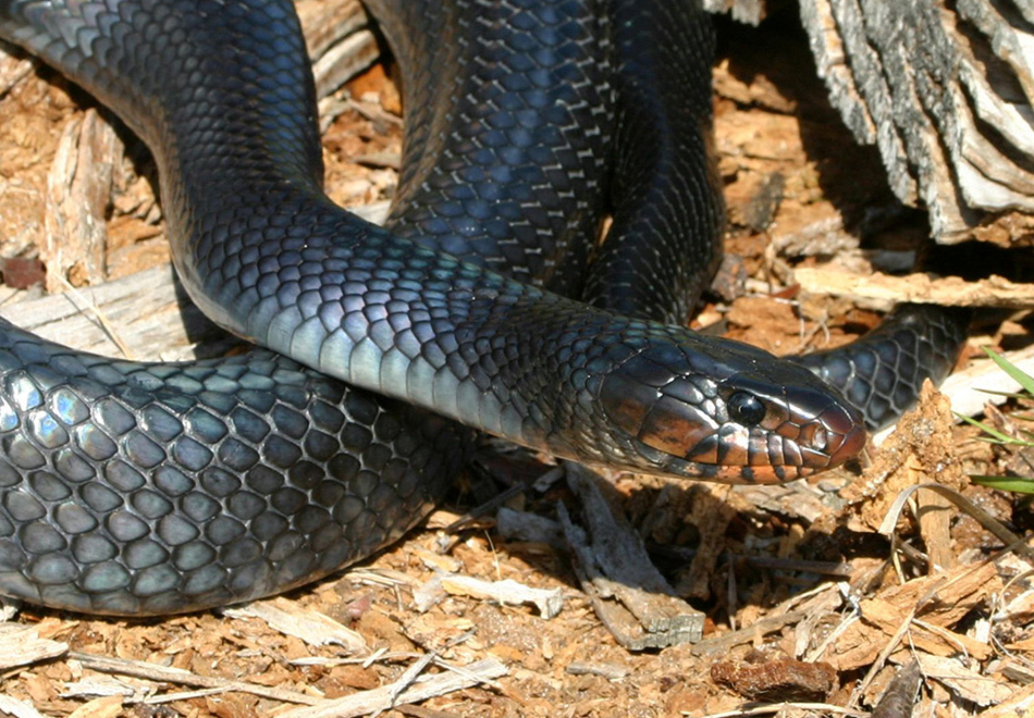 blue-black snake with red marking under its jaw