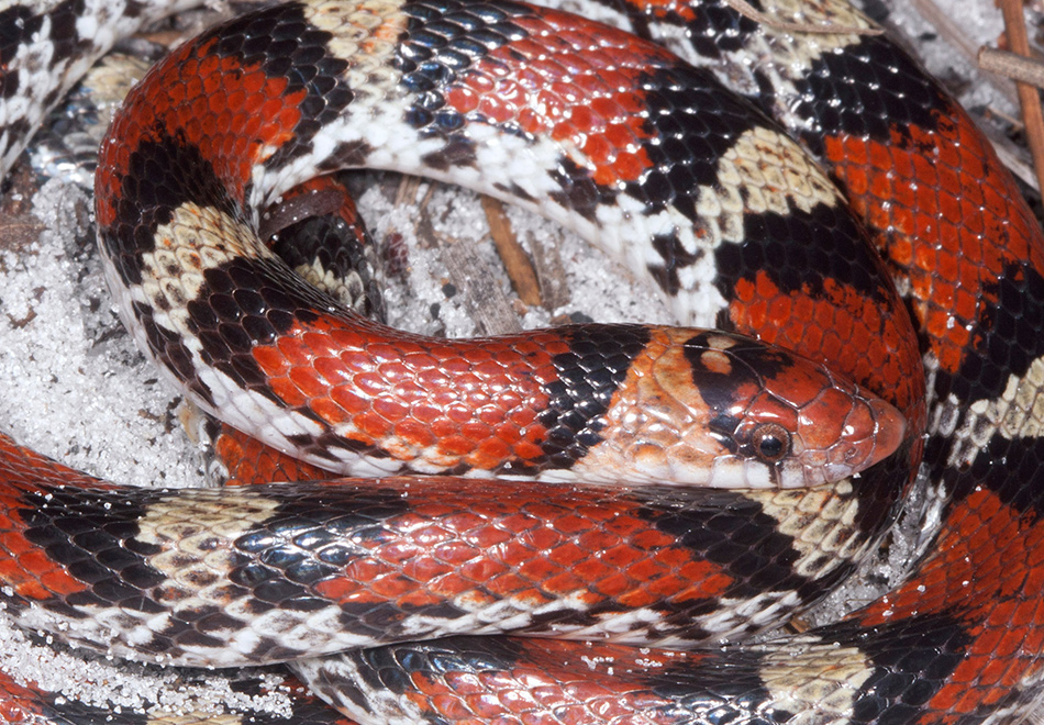 coiled black, red, and yellow snake