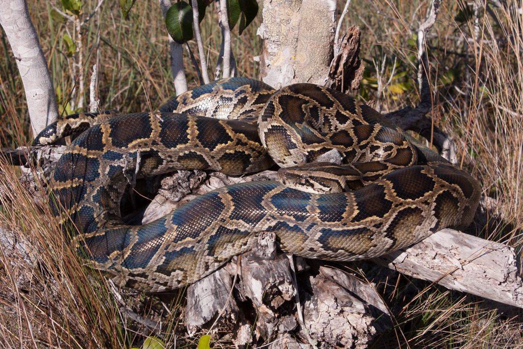 large snake coiled on a tree stump