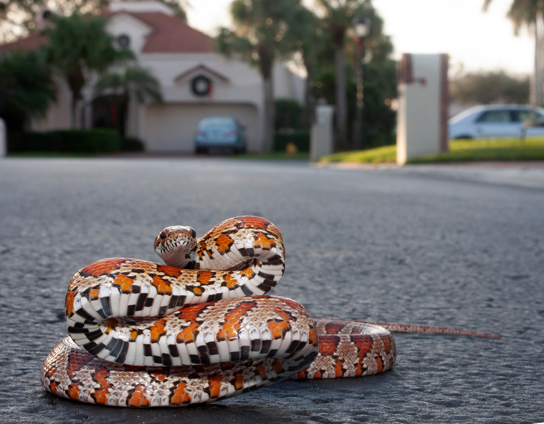 Red Cornsnake – Florida Snake Guide