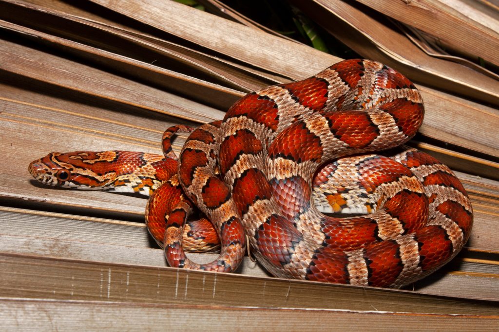 snake with red and orange markings